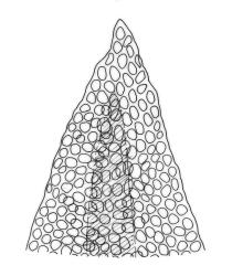Macrocoma tenue subsp. tenue, leaf apex. Drawn from A.J. Fife 5388, CHR 351305.
 Image: R.C. Wagstaff © Landcare Research 2017 